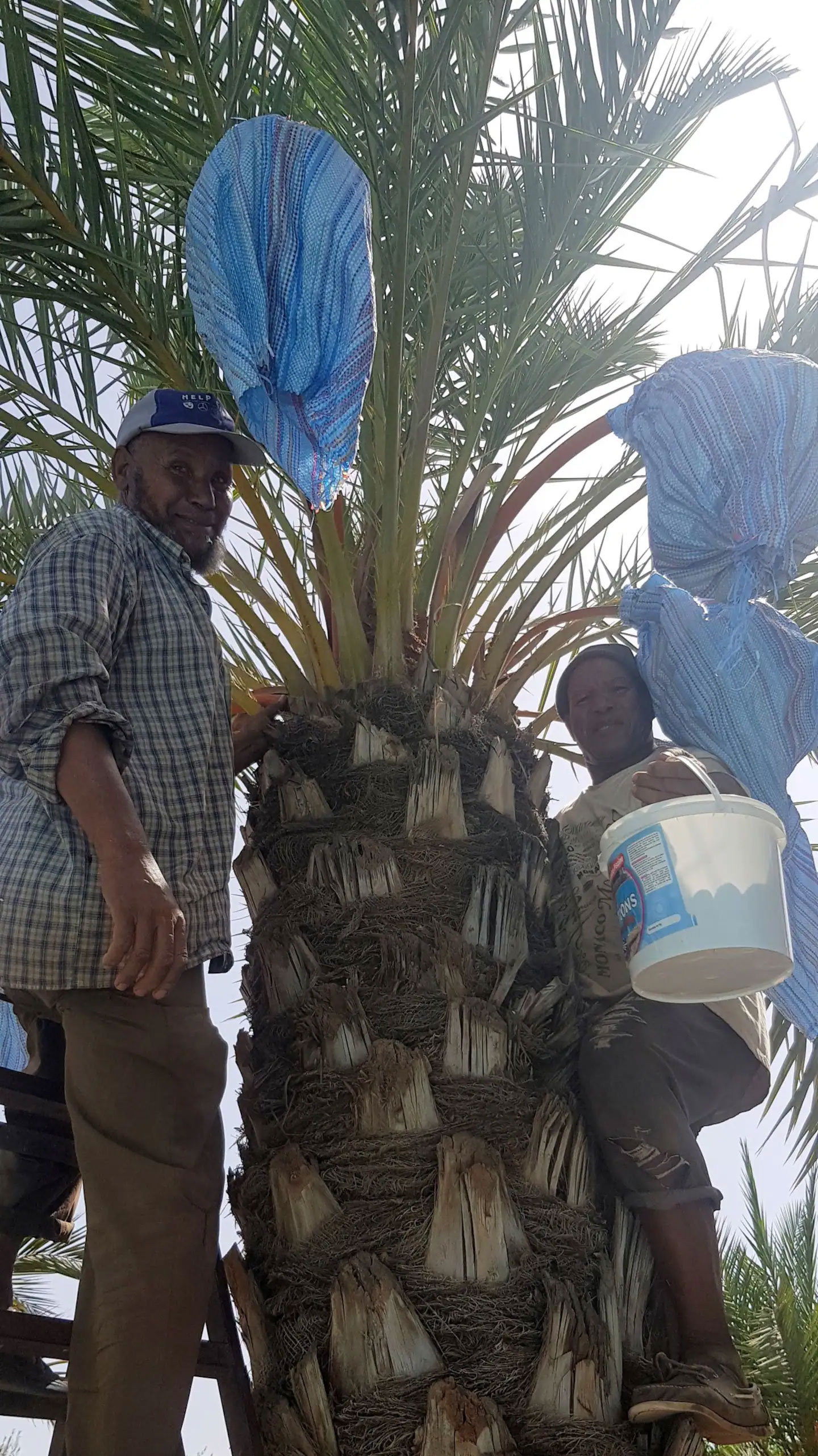 Fête des Dates ! Alma Marrakech